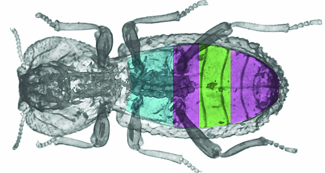 Building on a beetle: Safety, Standards & Compliance