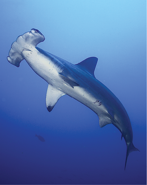 What kind of shark would you be?