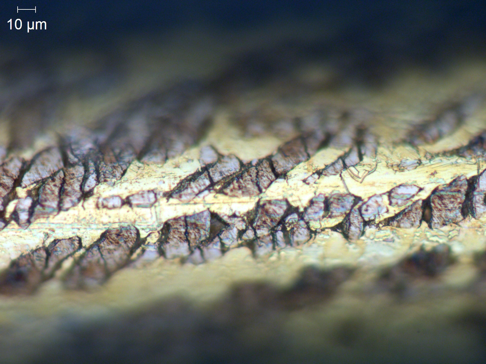 Clippard uses GIP Plasma hybrid coated brass wire to boost EDMing speed image