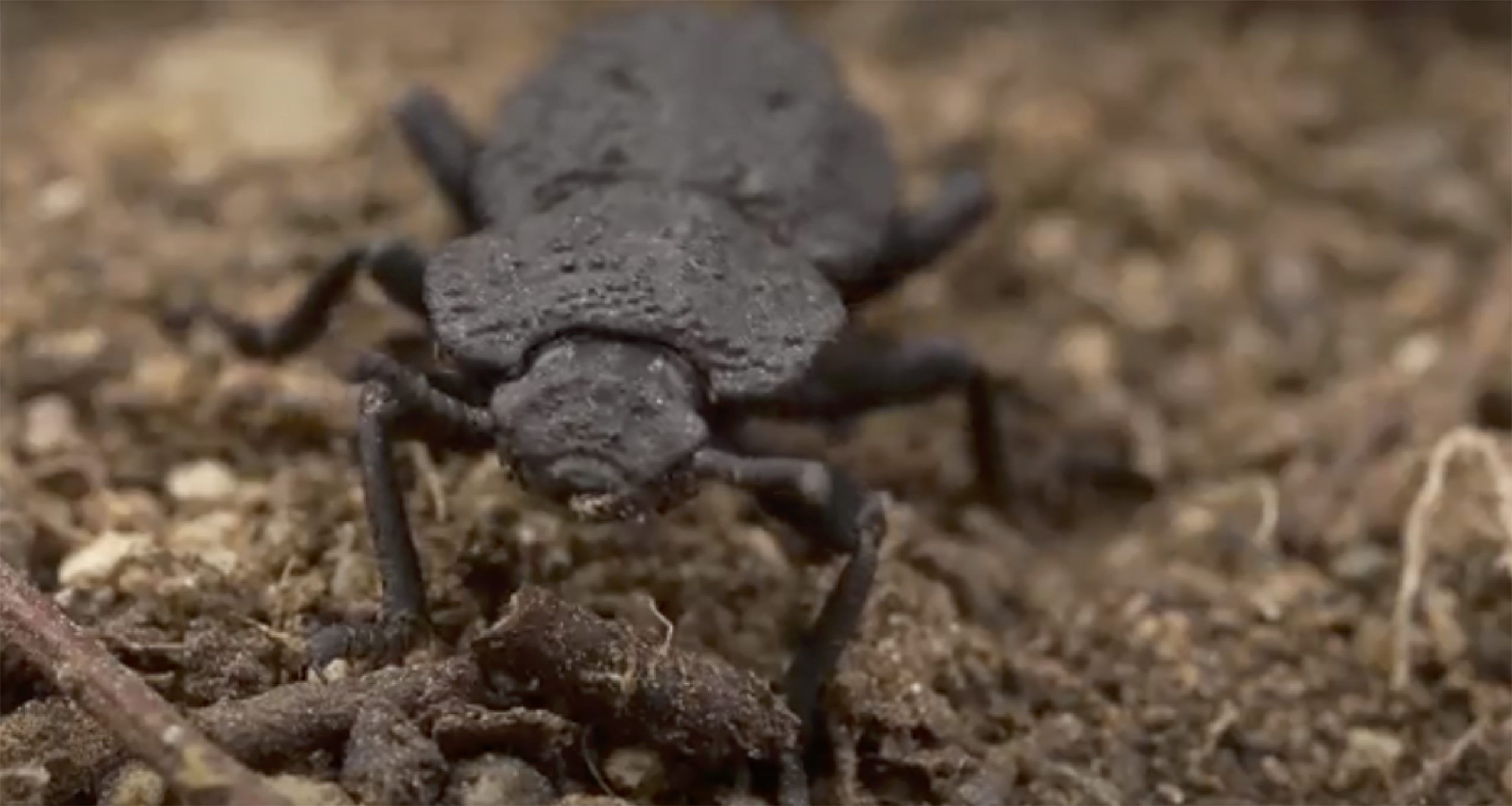Diabolical ironclad beetle research